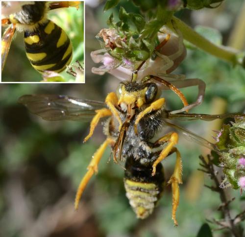 Nomada sexfasciata